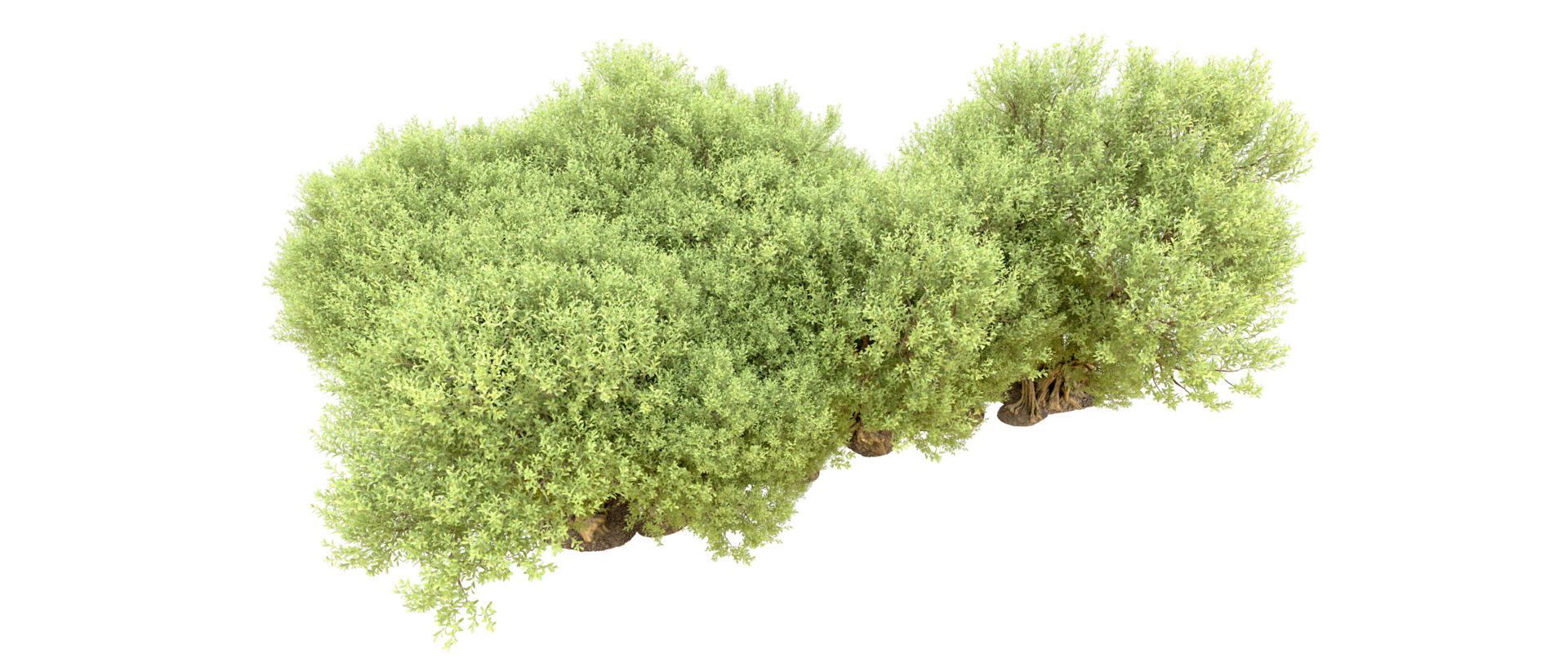 Green forest isolated on background. 3d rendering - illustration png