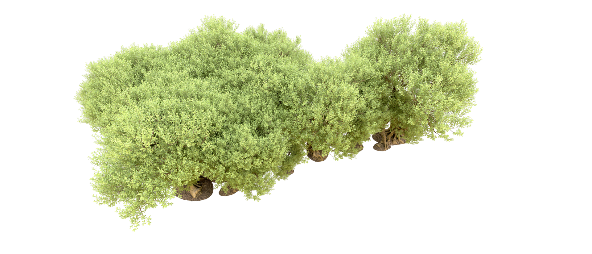 Green forest isolated on background. 3d rendering - illustration png