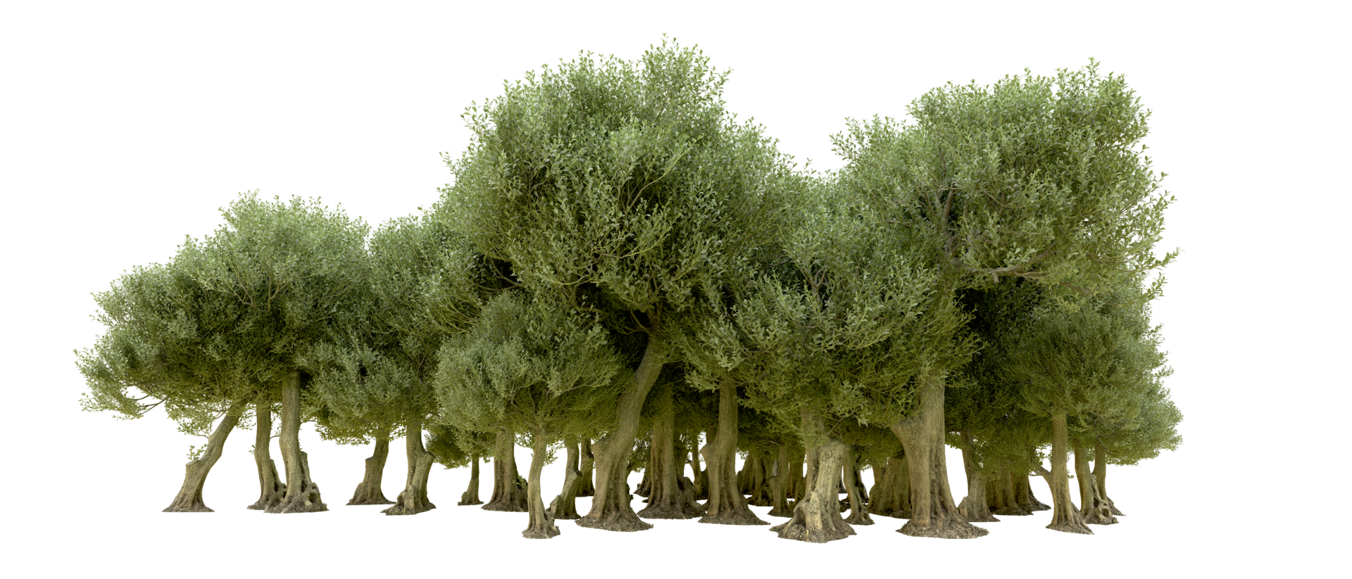 Green forest isolated on background. 3d rendering - illustration png