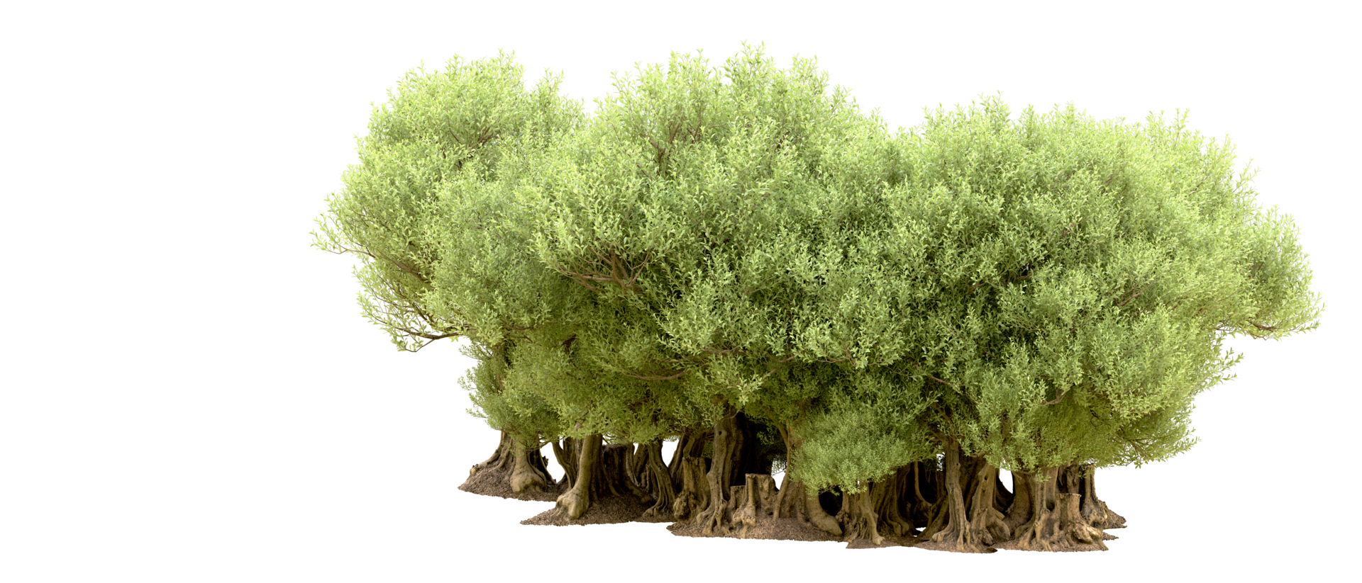 Green forest isolated on background. 3d rendering - illustration png