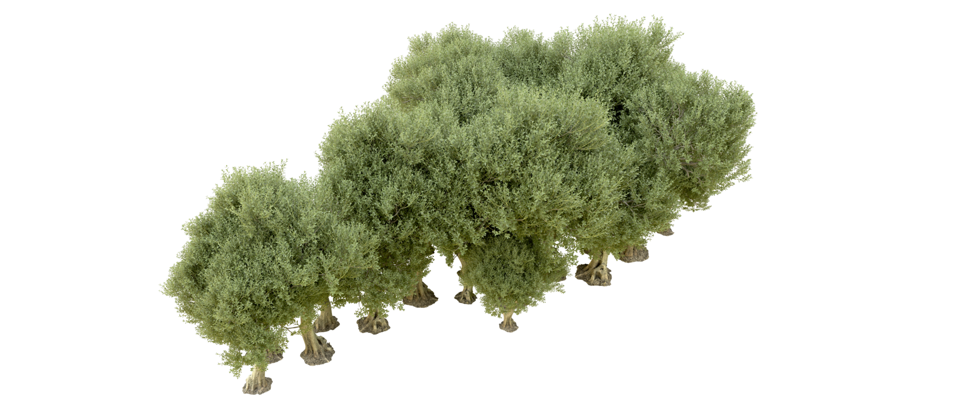 Green forest isolated on background. 3d rendering - illustration png