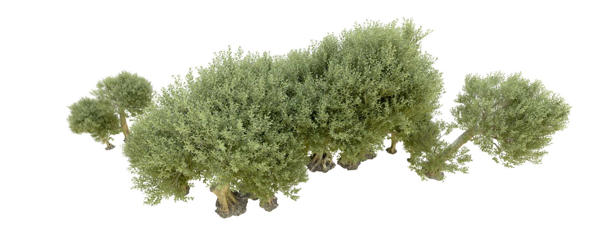 Green forest isolated on background. 3d rendering - illustration png