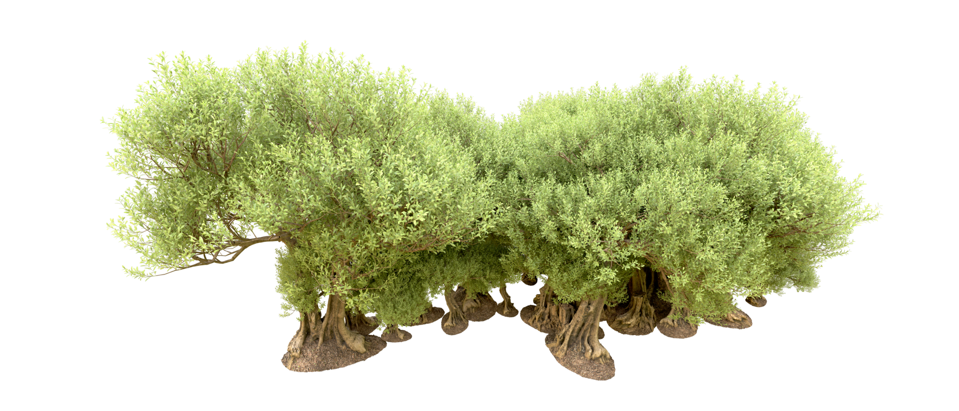 verde foresta isolato su sfondo. 3d interpretazione - illustrazione png