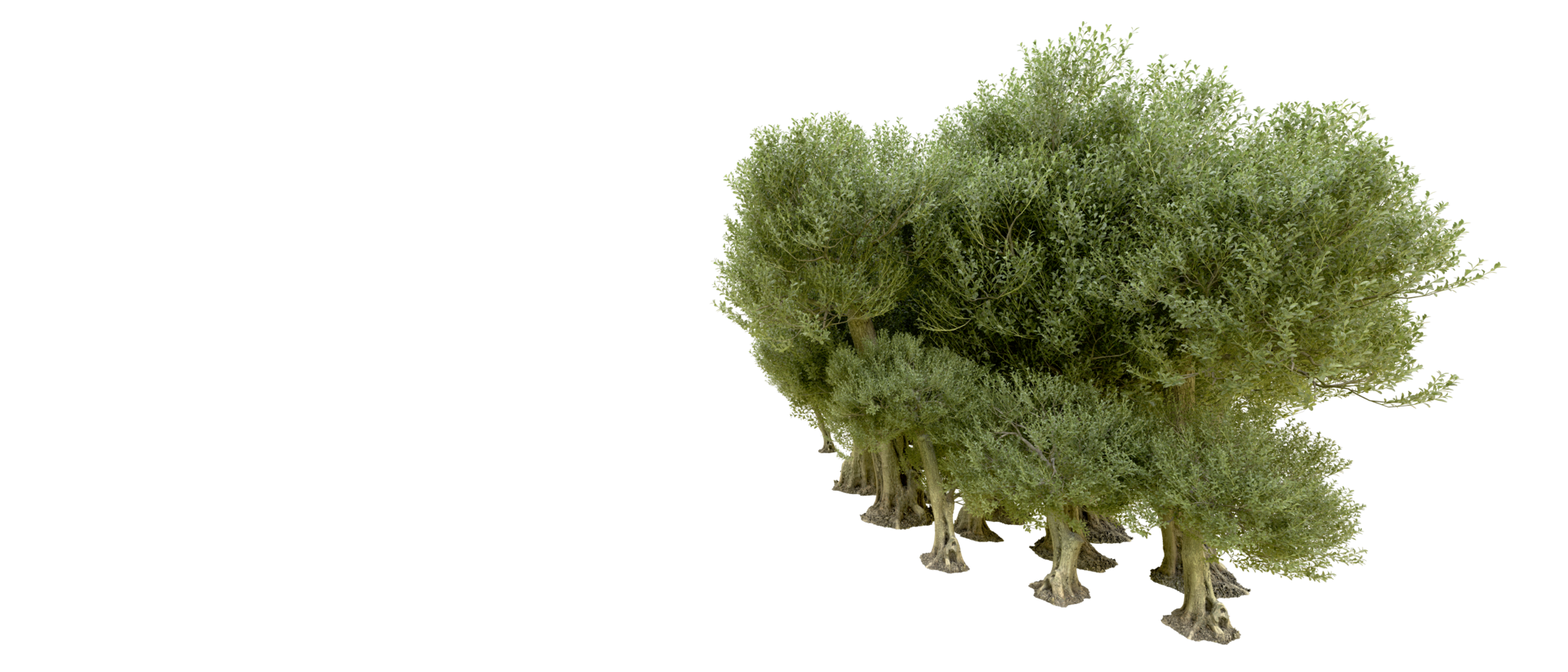Green forest isolated on background. 3d rendering - illustration png