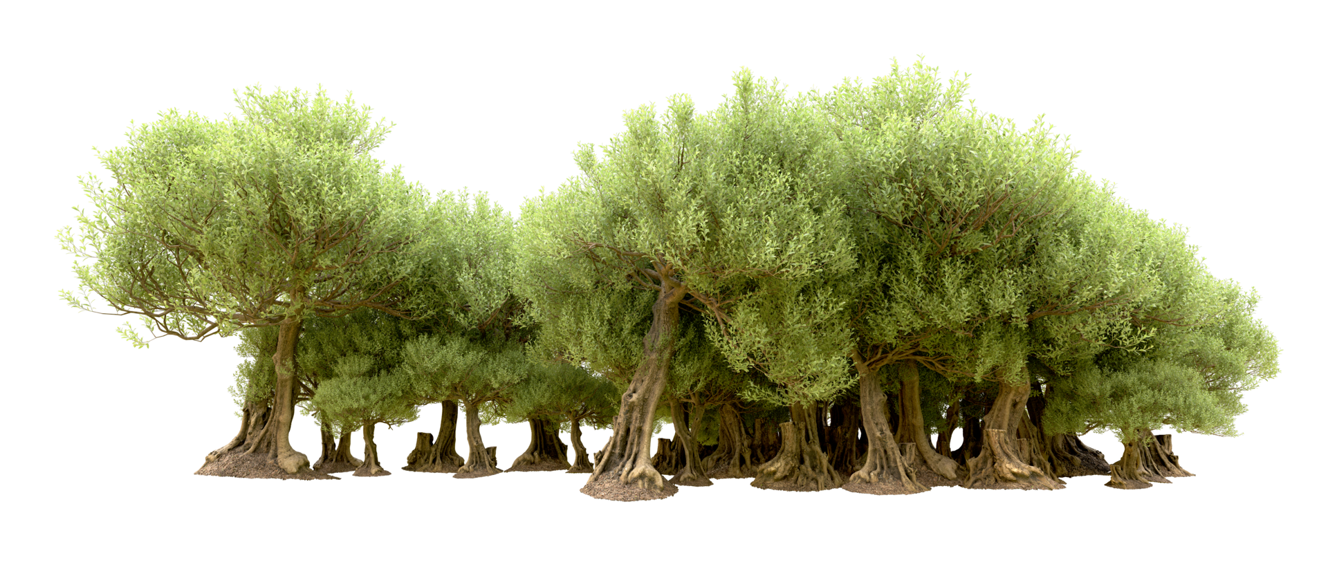 Green forest isolated on background. 3d rendering - illustration png