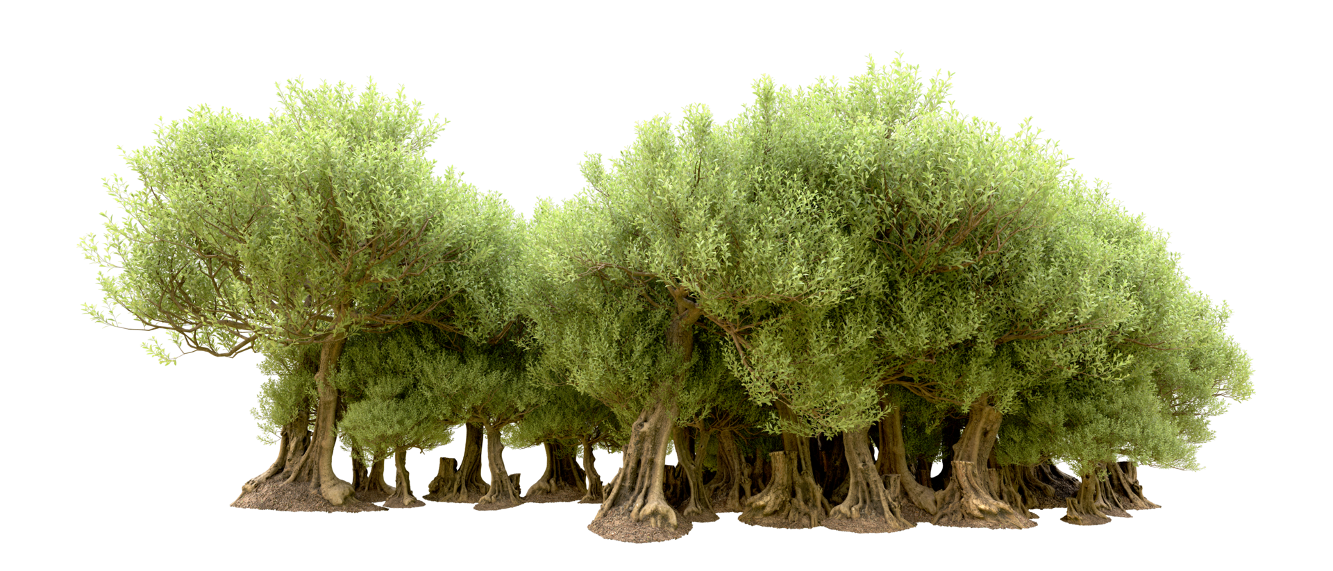 Green forest isolated on background. 3d rendering - illustration png