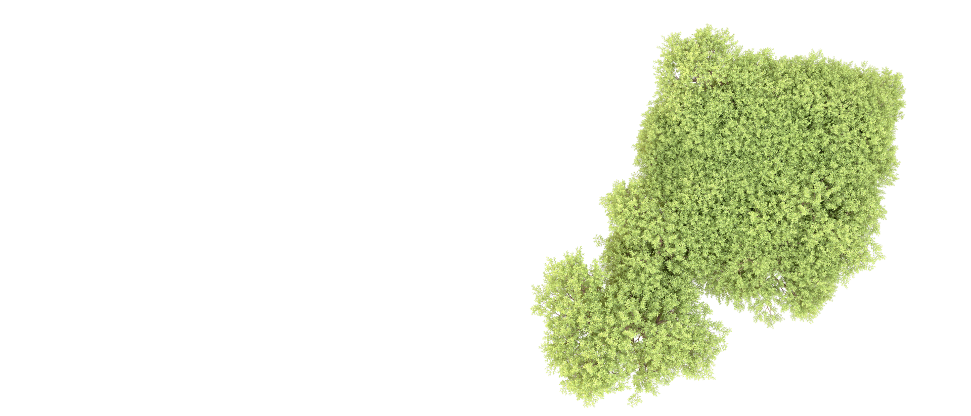 Green forest isolated on background. 3d rendering - illustration png