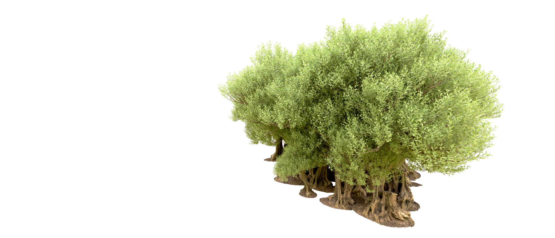 Green forest isolated on background. 3d rendering - illustration png