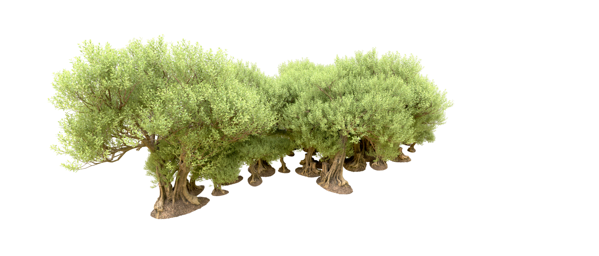 Green forest isolated on background. 3d rendering - illustration png