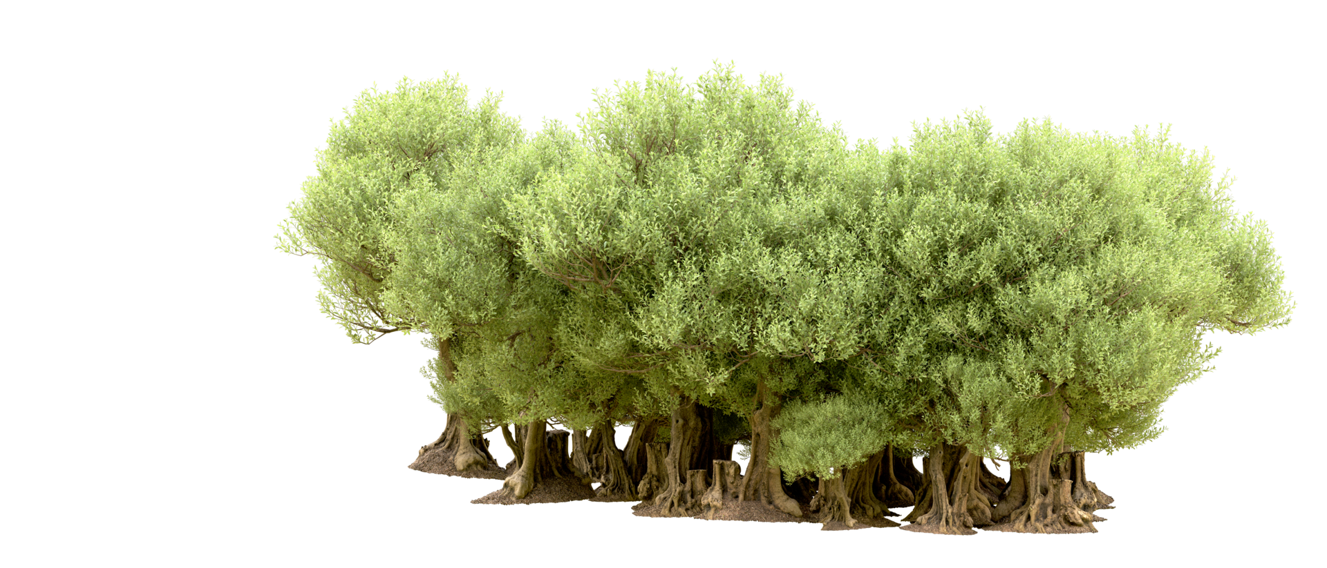 Green forest isolated on background. 3d rendering - illustration png