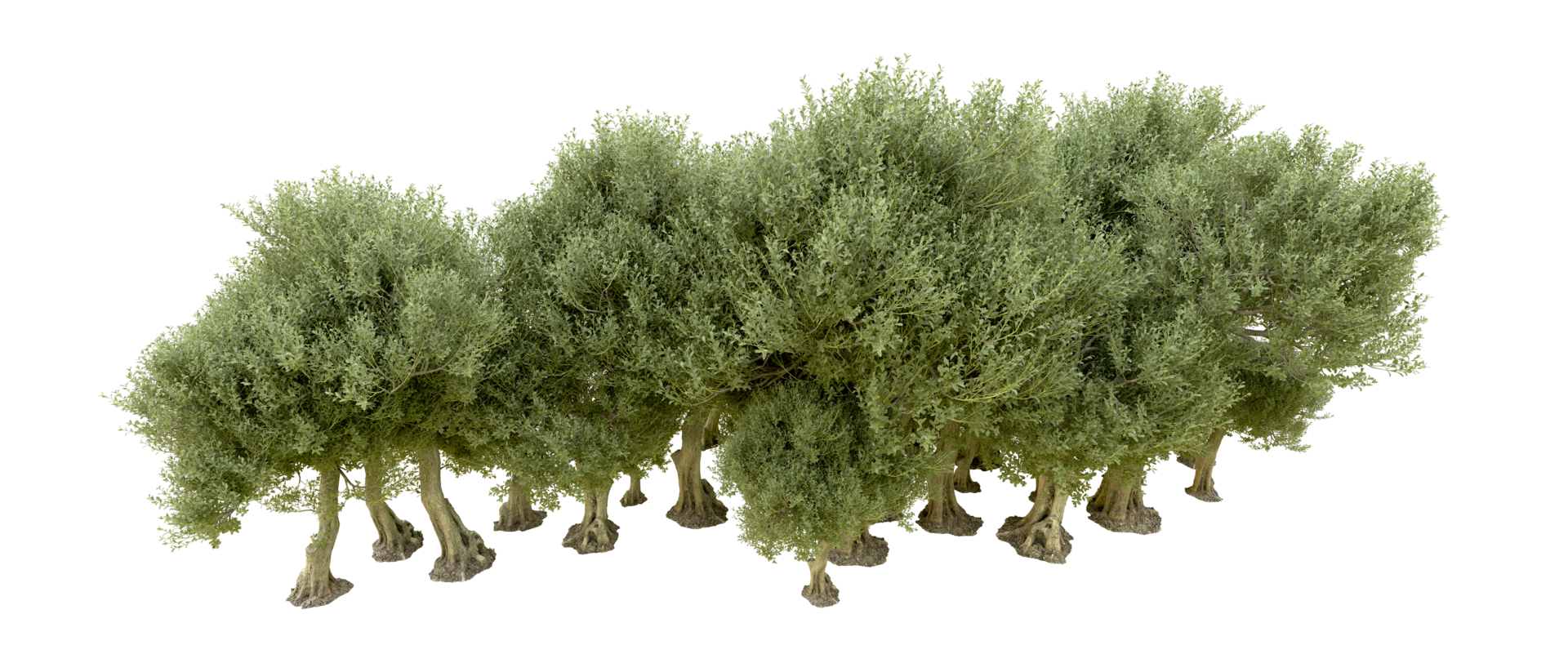 Green forest isolated on background. 3d rendering - illustration png