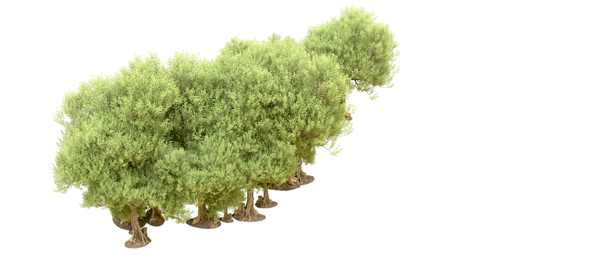 verde floresta isolado em fundo. 3d Renderização - ilustração png