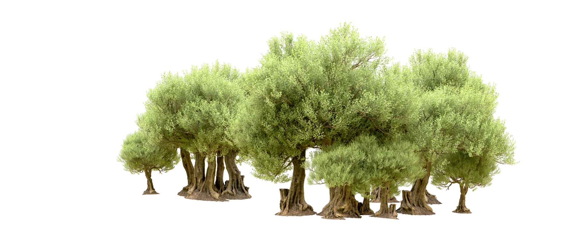 Green forest isolated on background. 3d rendering - illustration png