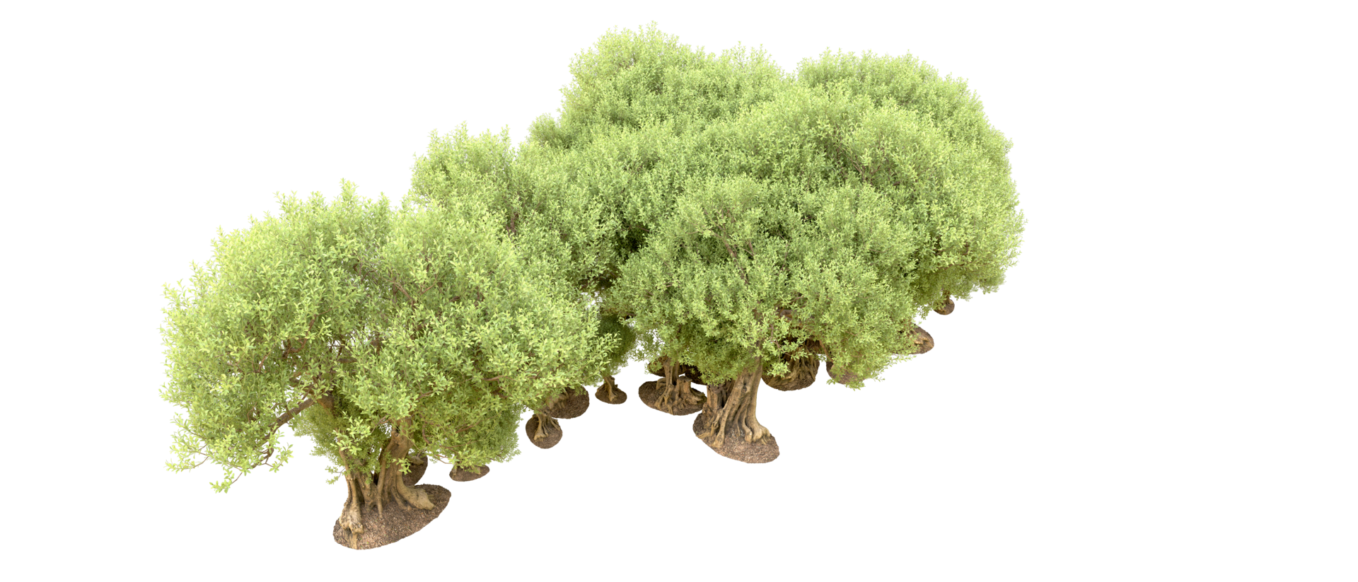 Green forest isolated on background. 3d rendering - illustration png