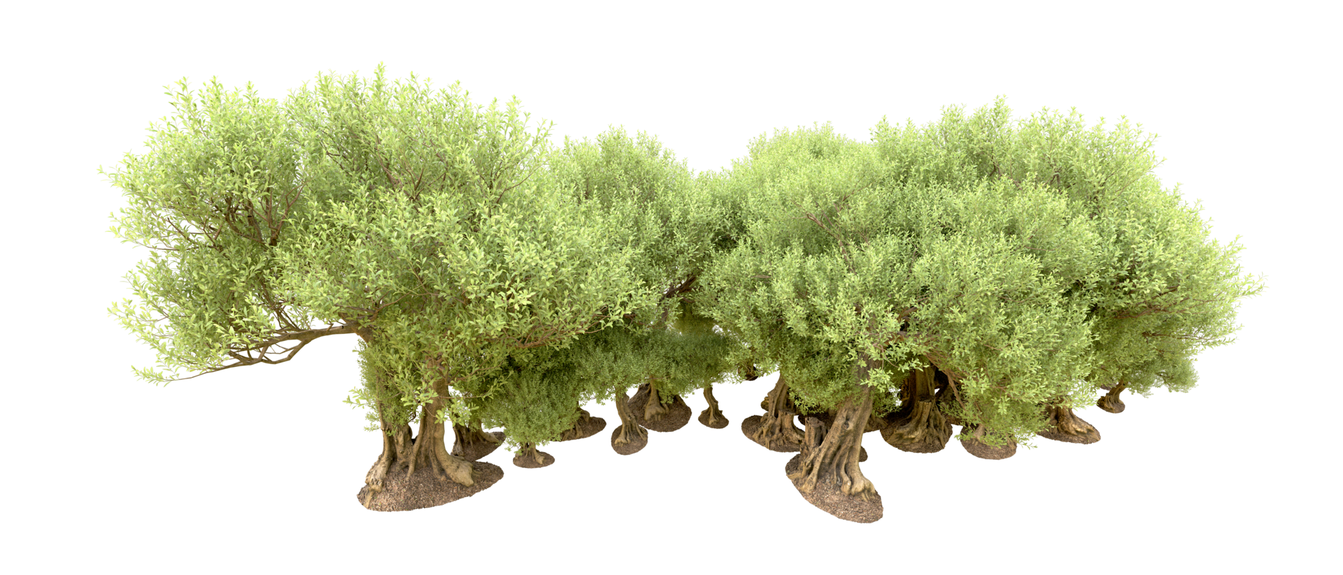 Green forest isolated on background. 3d rendering - illustration png