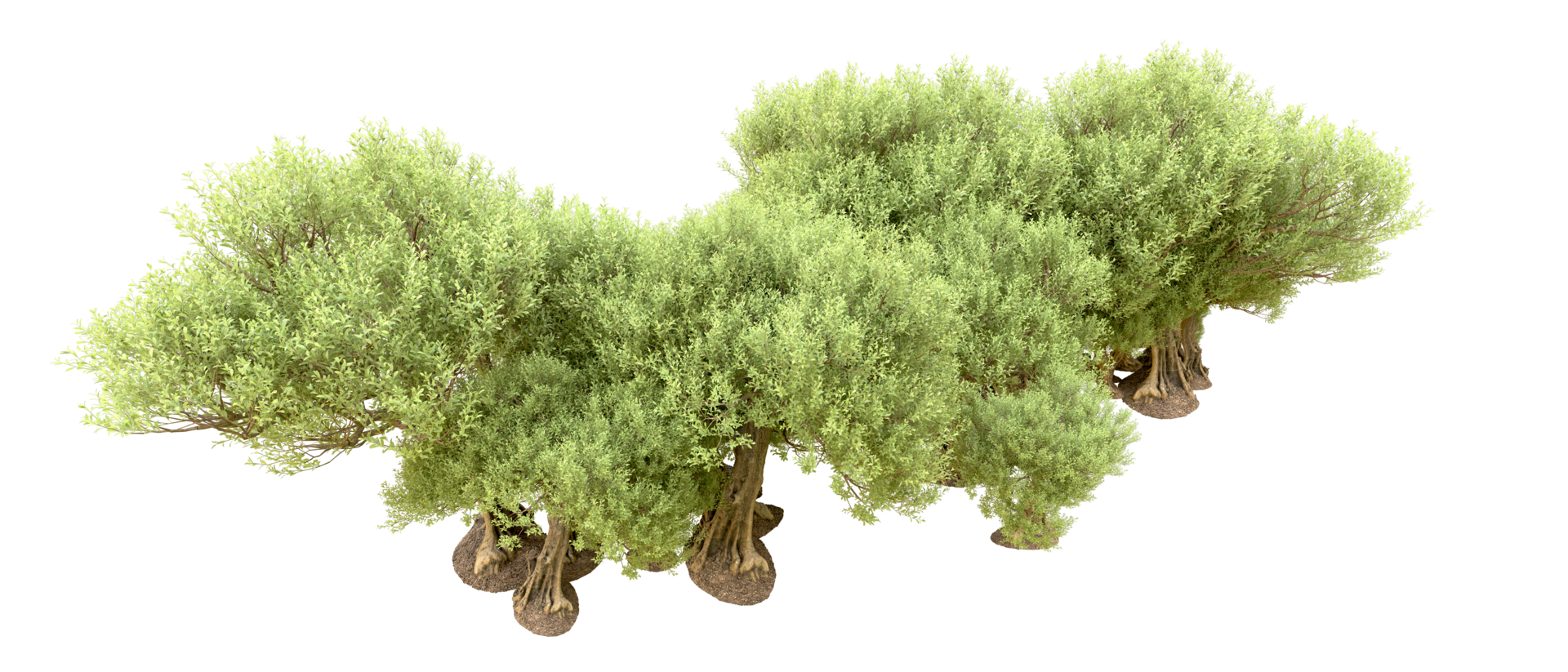 Green forest isolated on background. 3d rendering - illustration png