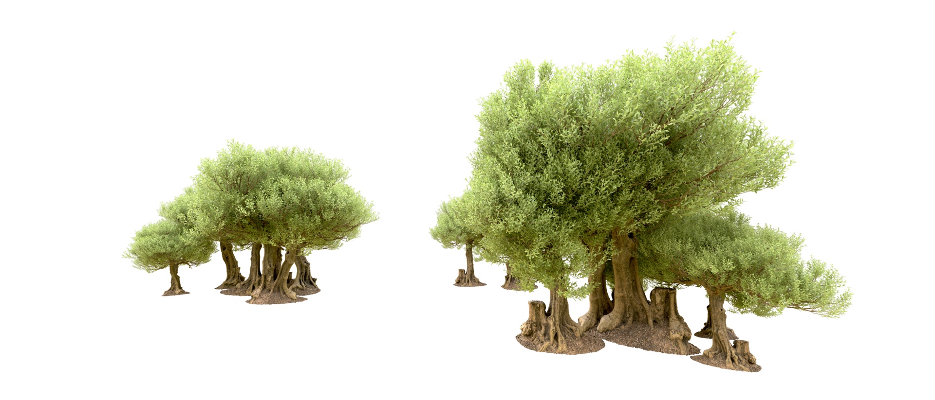 Green forest isolated on background. 3d rendering - illustration png