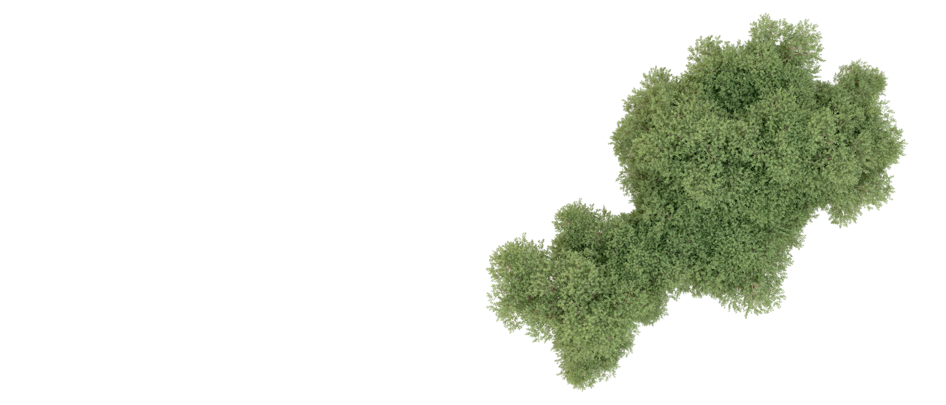 Green forest isolated on background. 3d rendering - illustration png