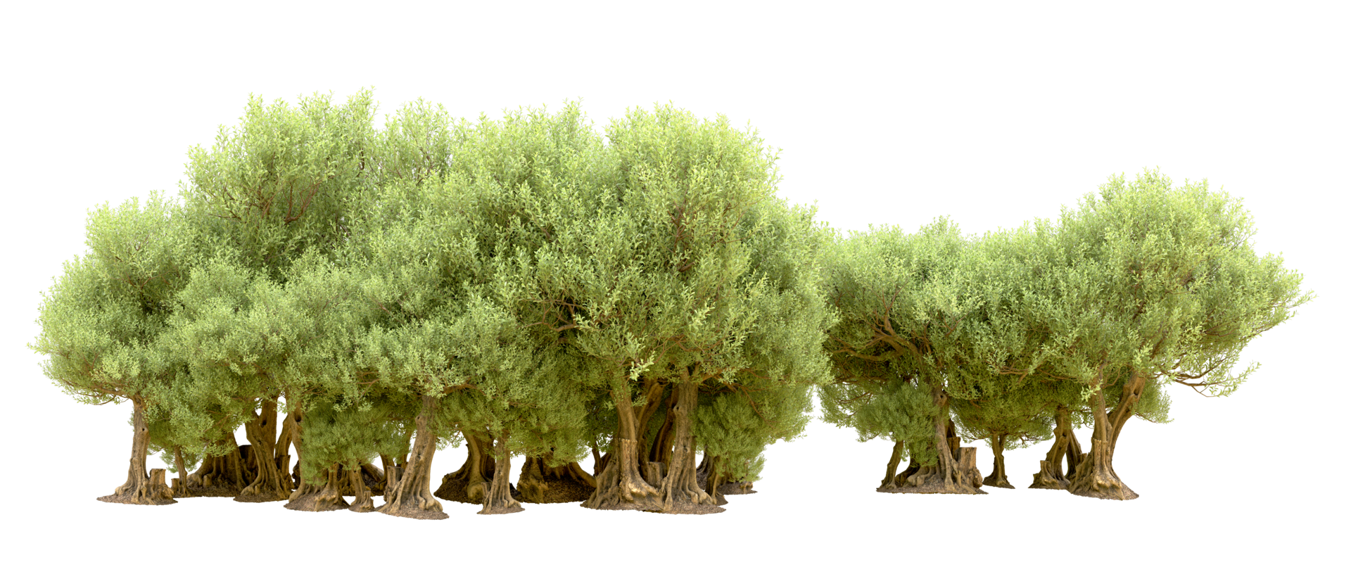 Green forest isolated on background. 3d rendering - illustration png