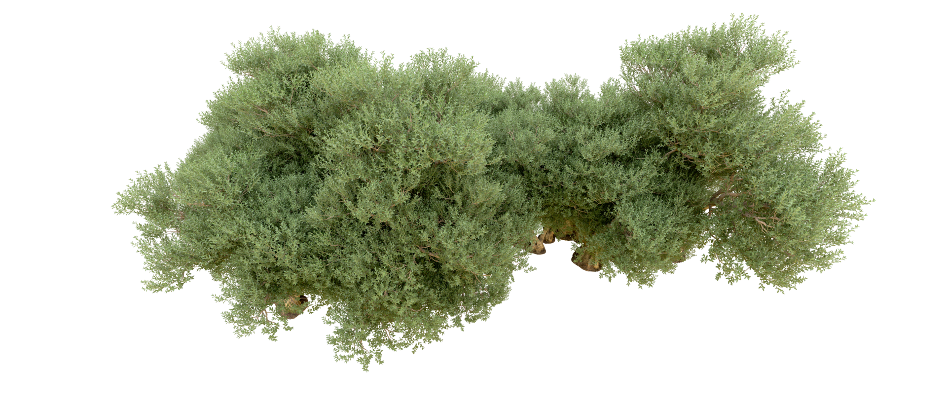Green forest isolated on background. 3d rendering - illustration png