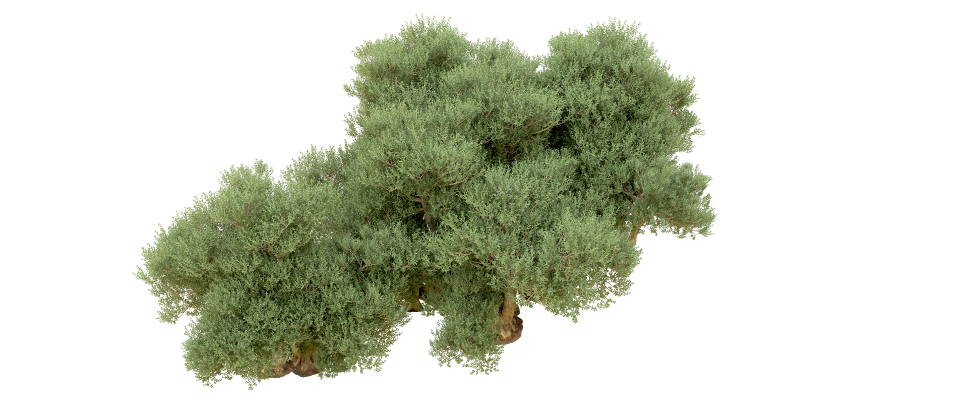 Green forest isolated on background. 3d rendering - illustration png