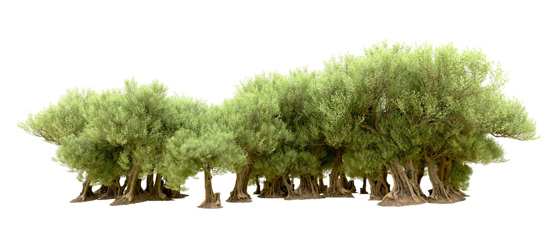 Green forest isolated on background. 3d rendering - illustration png