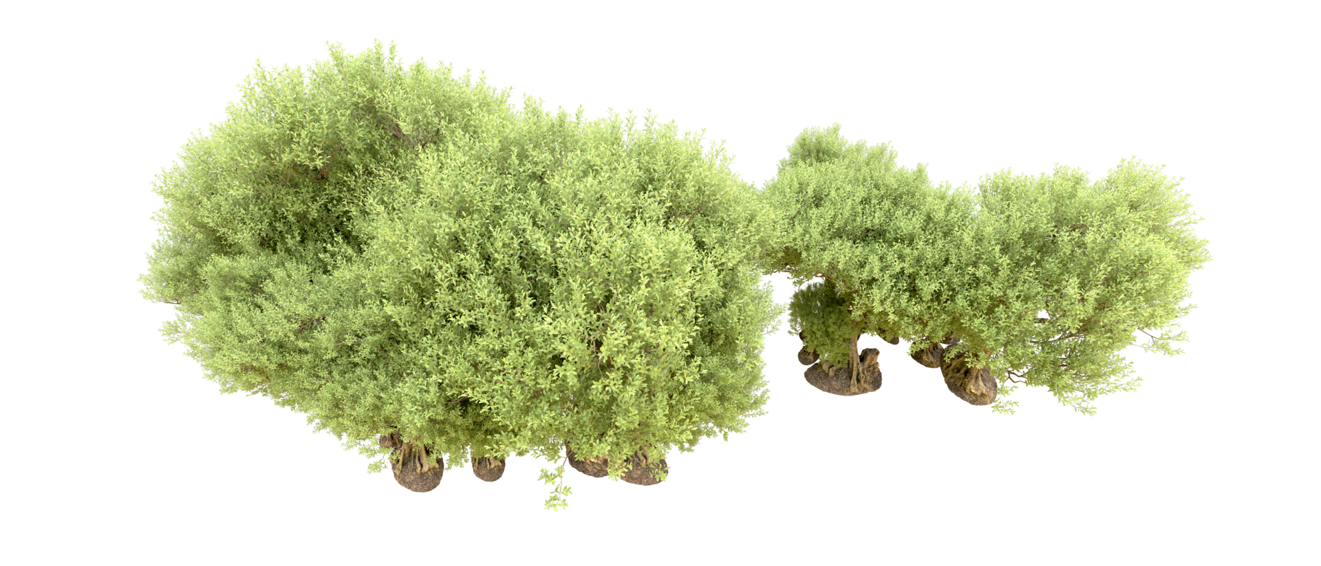 Green forest isolated on background. 3d rendering - illustration png