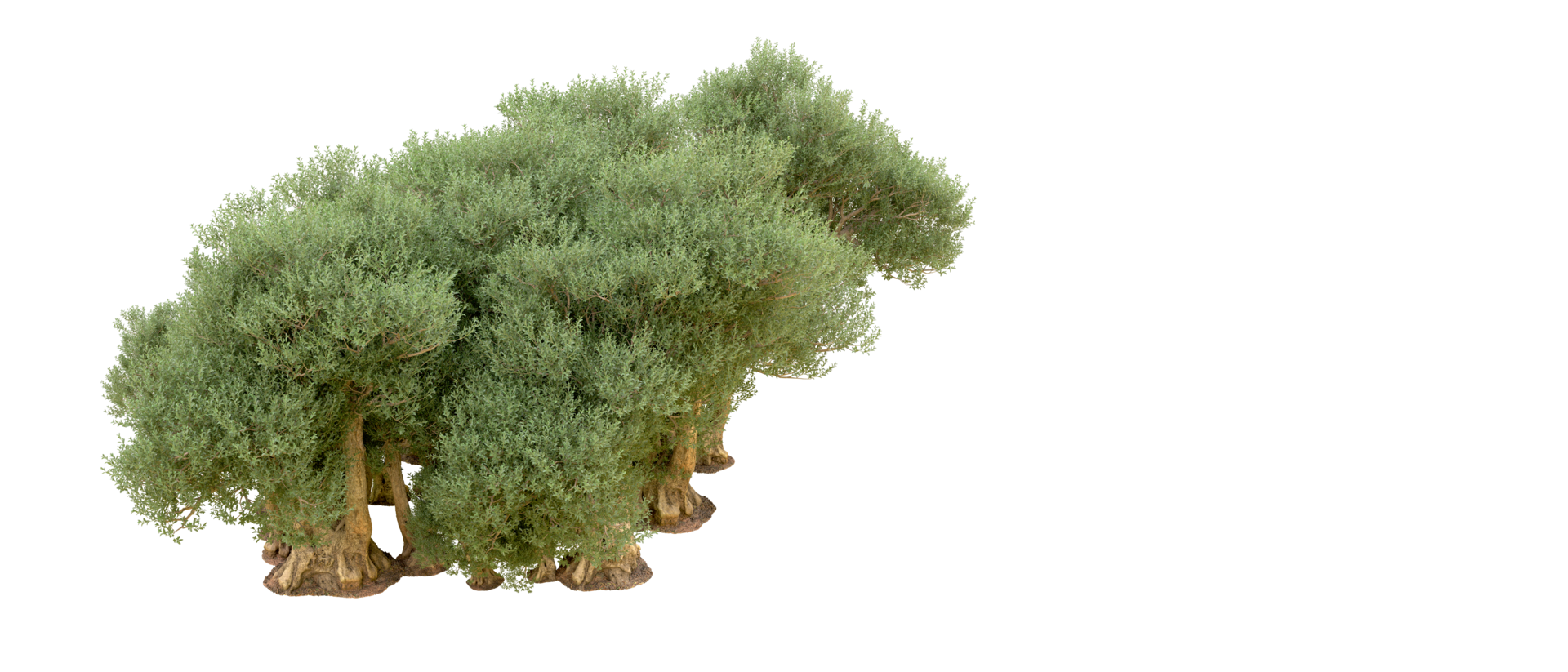 Green forest isolated on background. 3d rendering - illustration png