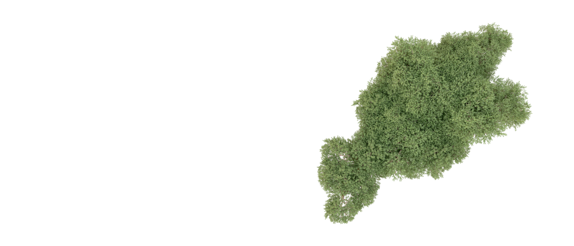 groen Woud geïsoleerd Aan achtergrond. 3d renderen - illustratie png