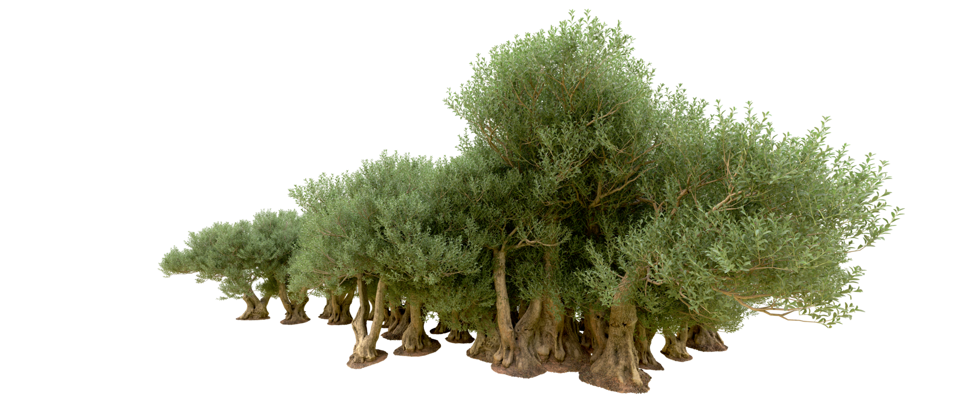 Green forest isolated on background. 3d rendering - illustration png