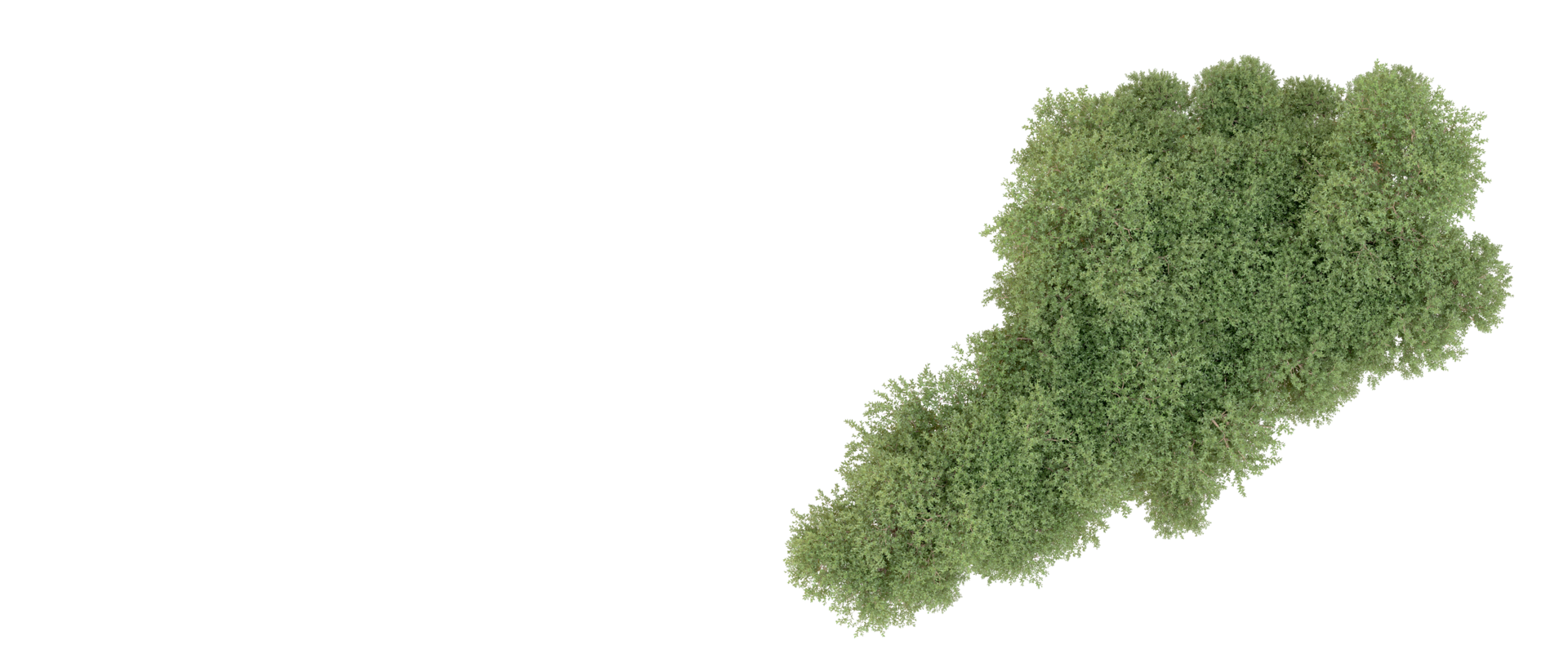 Green forest isolated on background. 3d rendering - illustration png