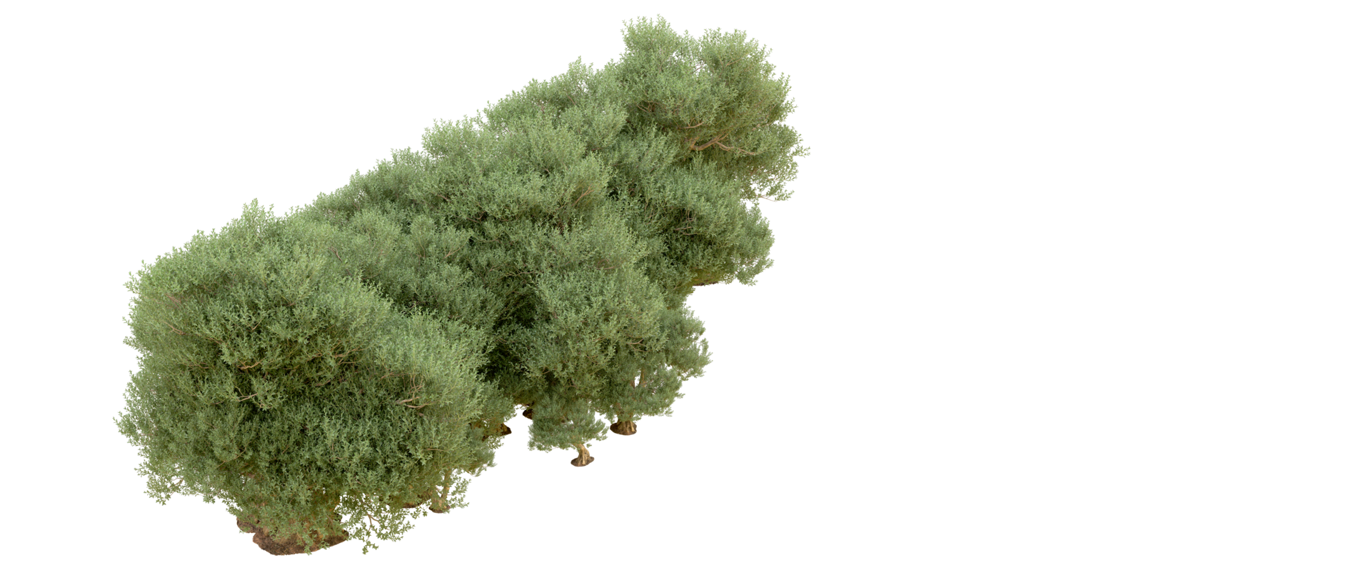 Green forest isolated on background. 3d rendering - illustration png