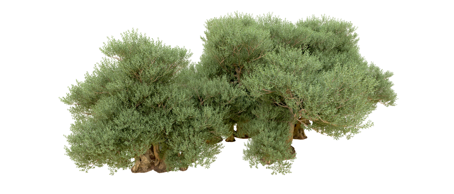 Green forest isolated on background. 3d rendering - illustration png