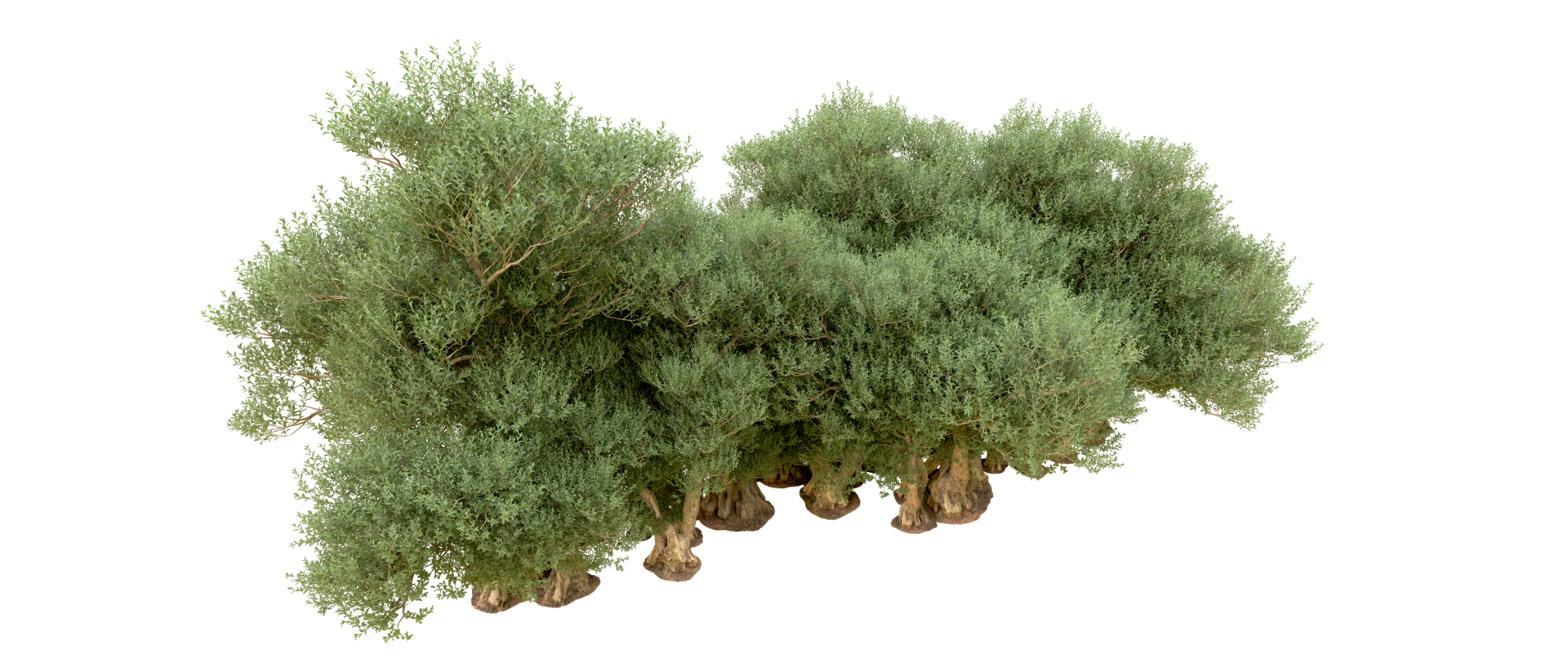 Green forest isolated on background. 3d rendering - illustration png