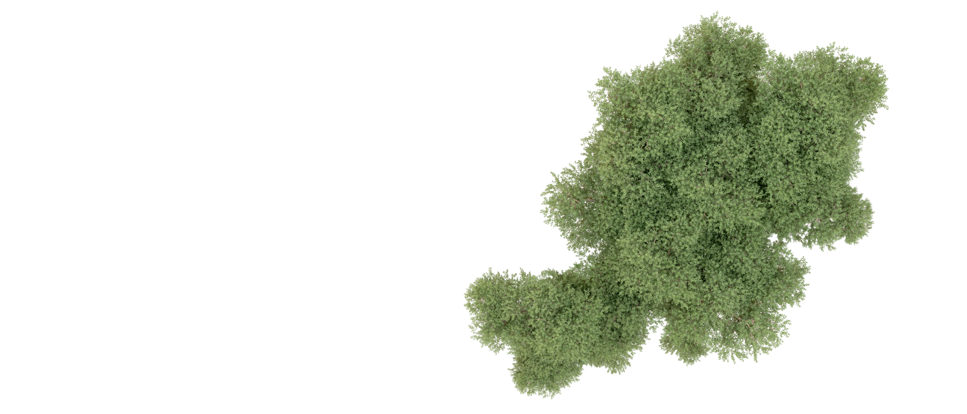Green forest isolated on background. 3d rendering - illustration png