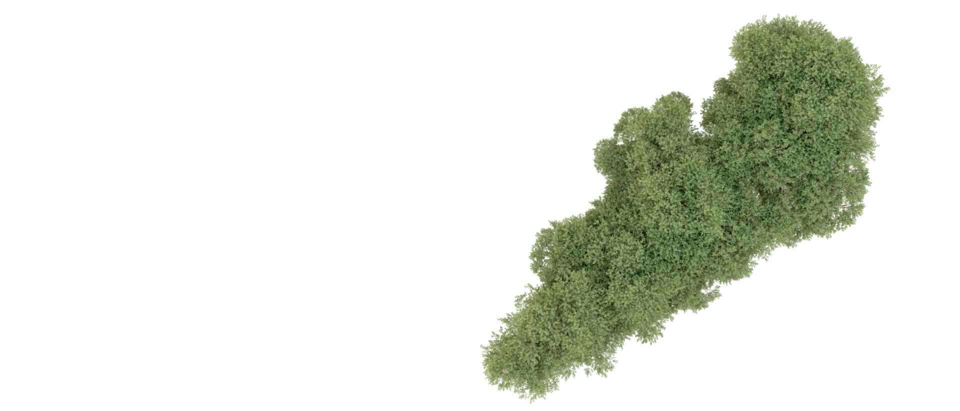 Green forest isolated on background. 3d rendering - illustration png
