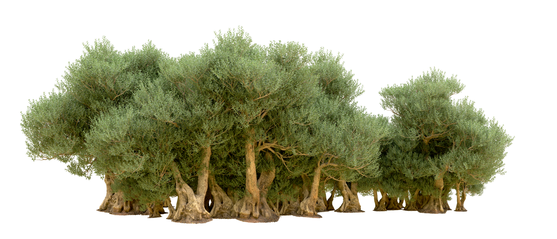 Green forest isolated on background. 3d rendering - illustration png