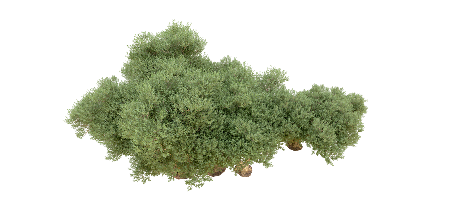 Green forest isolated on background. 3d rendering - illustration png