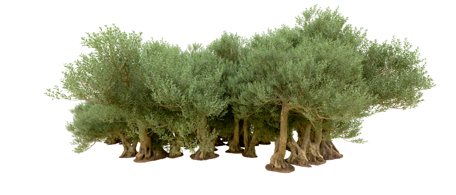 Green forest isolated on background. 3d rendering - illustration png