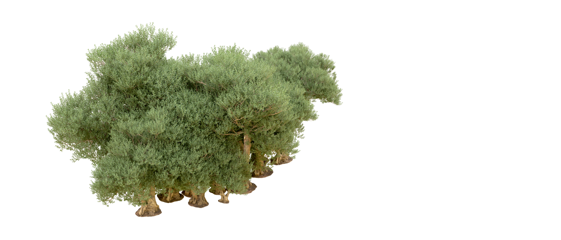 verde bosque aislado en antecedentes. 3d representación - ilustración png