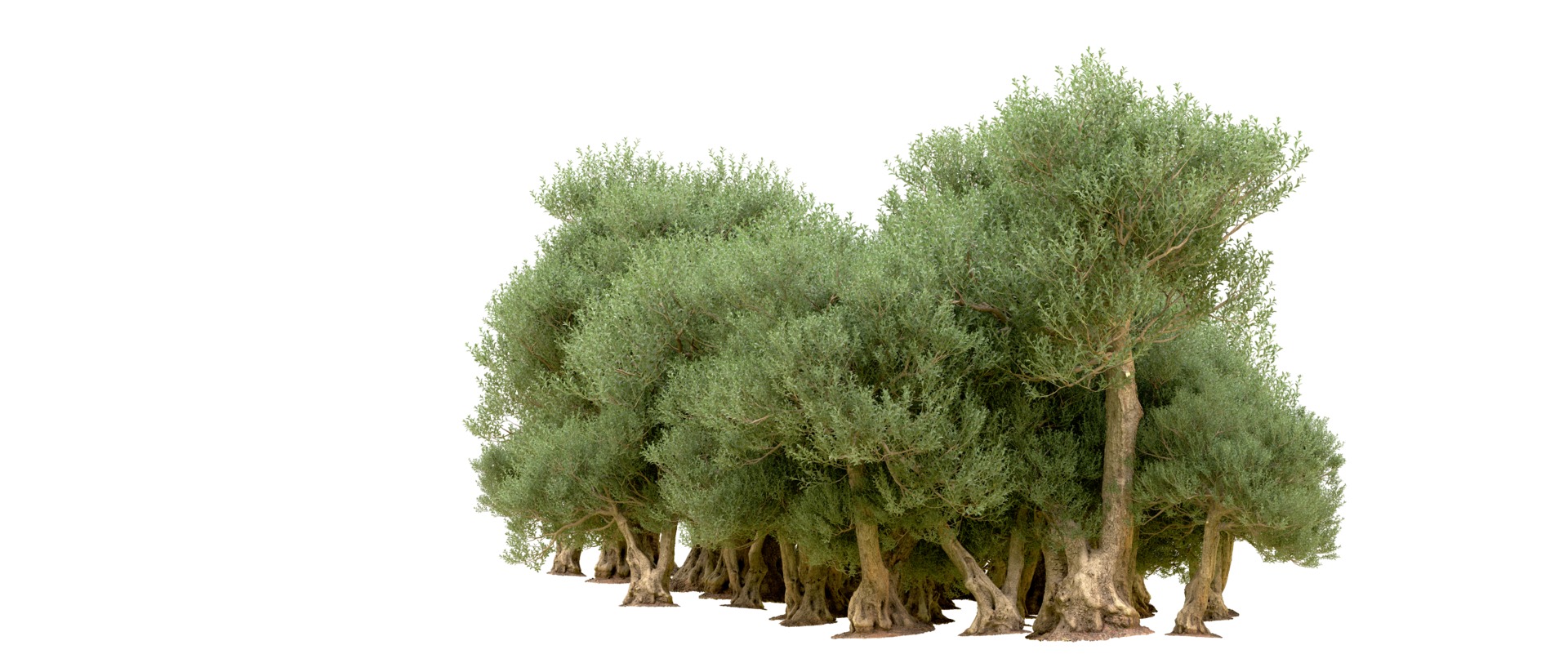 Green forest isolated on background. 3d rendering - illustration png