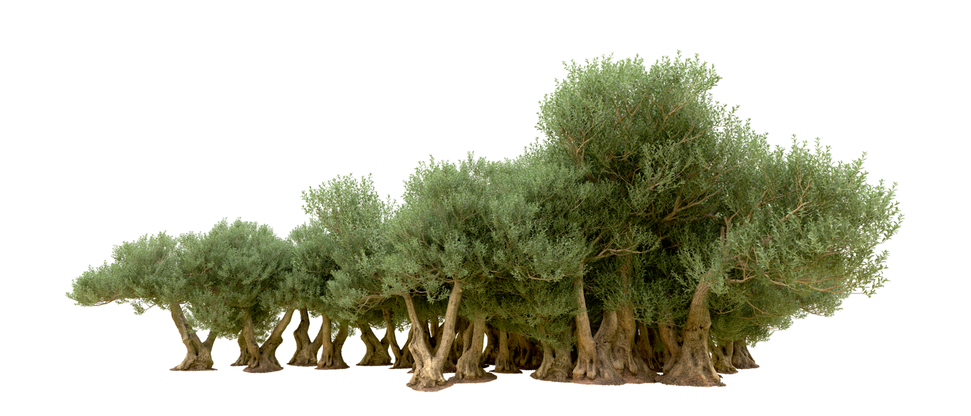 Green forest isolated on background. 3d rendering - illustration png