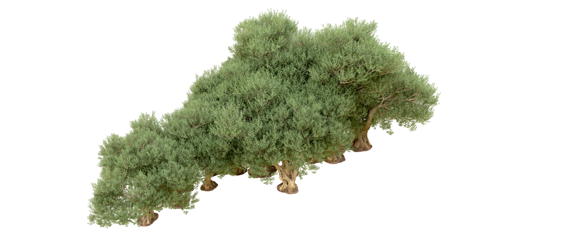 Green forest isolated on background. 3d rendering - illustration png