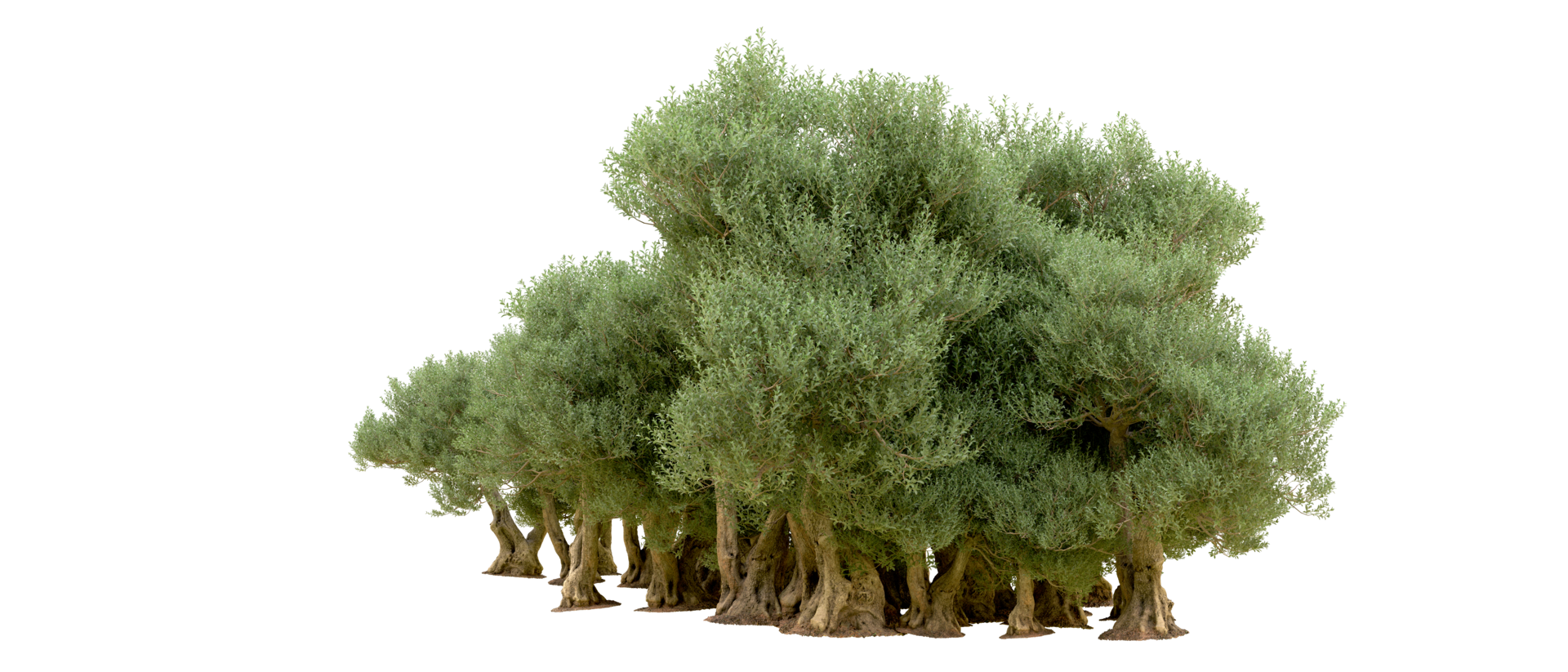 Green forest isolated on background. 3d rendering - illustration png