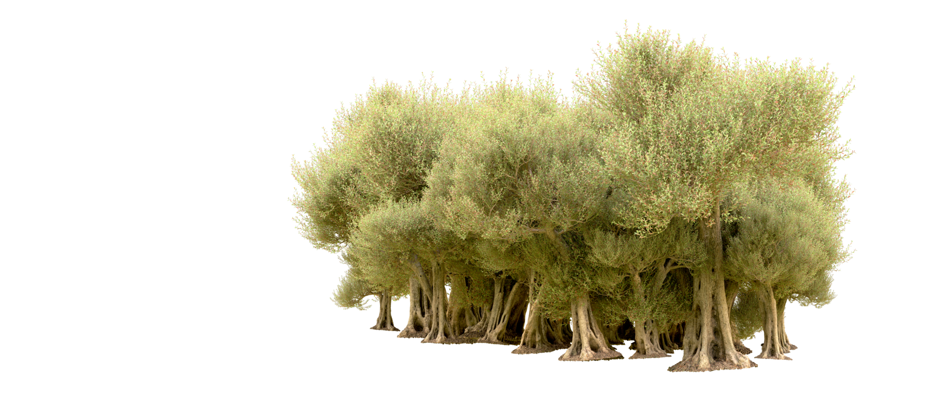 Green forest isolated on background. 3d rendering - illustration png