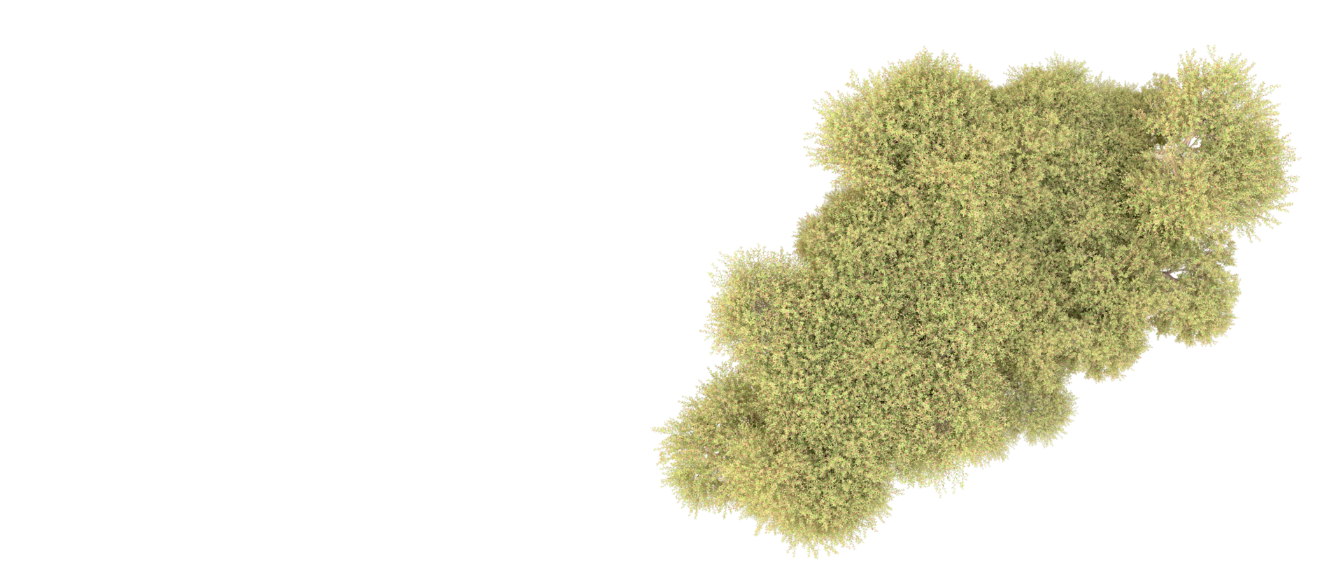 Green forest isolated on background. 3d rendering - illustration png