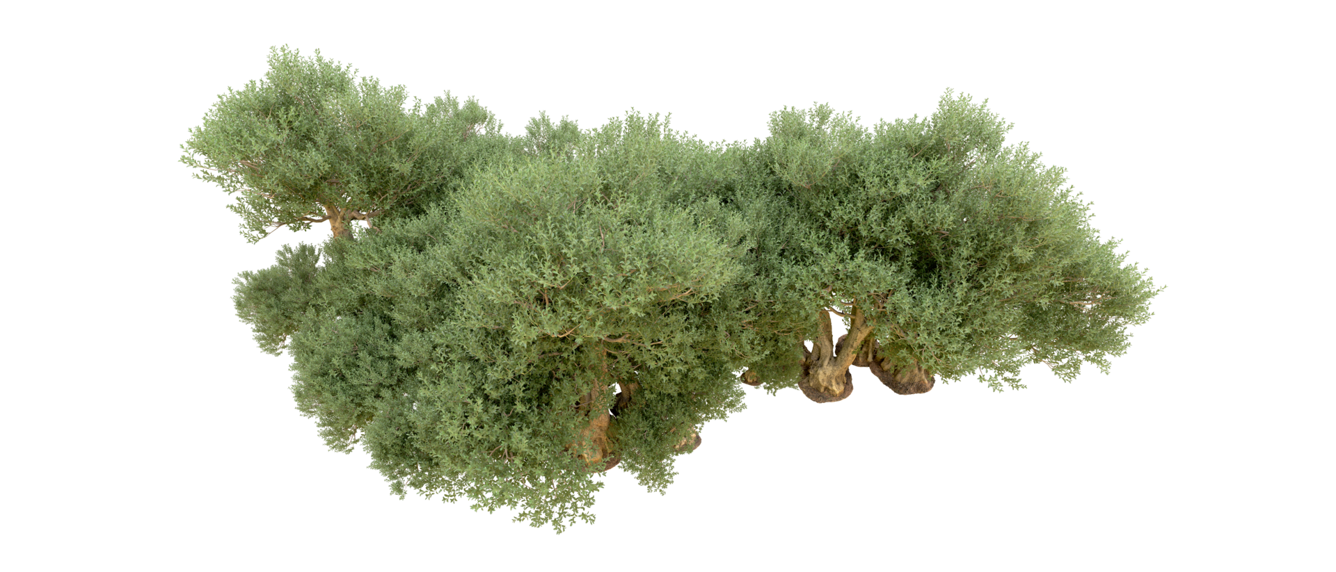 Green forest isolated on background. 3d rendering - illustration png