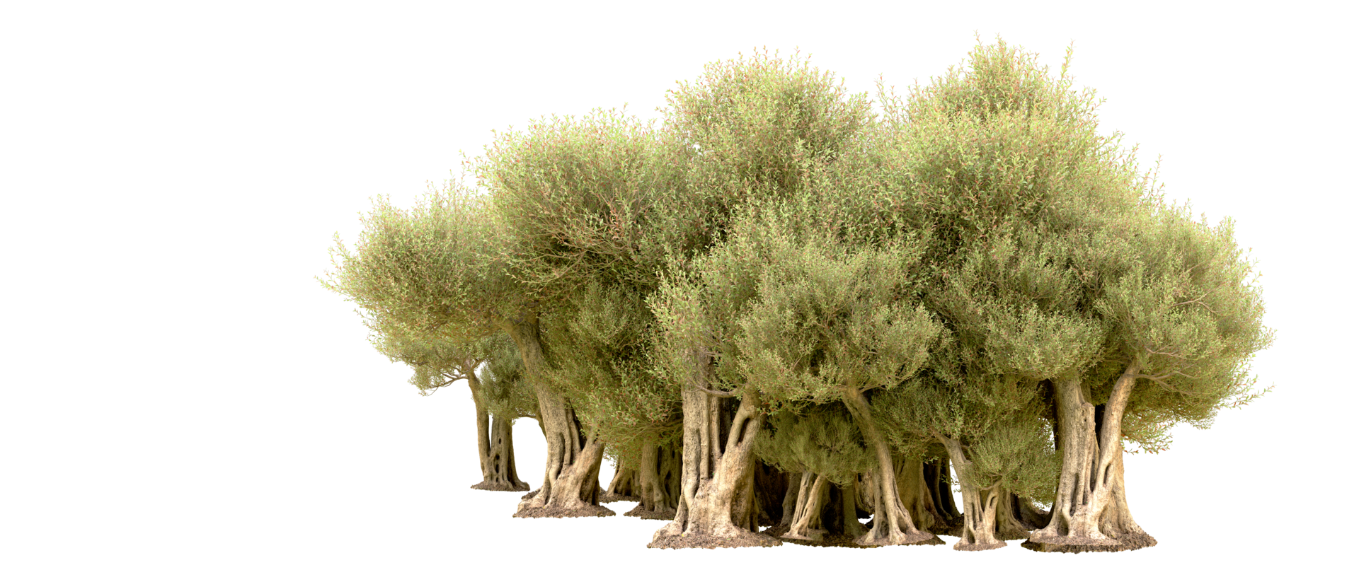 Green forest isolated on background. 3d rendering - illustration png