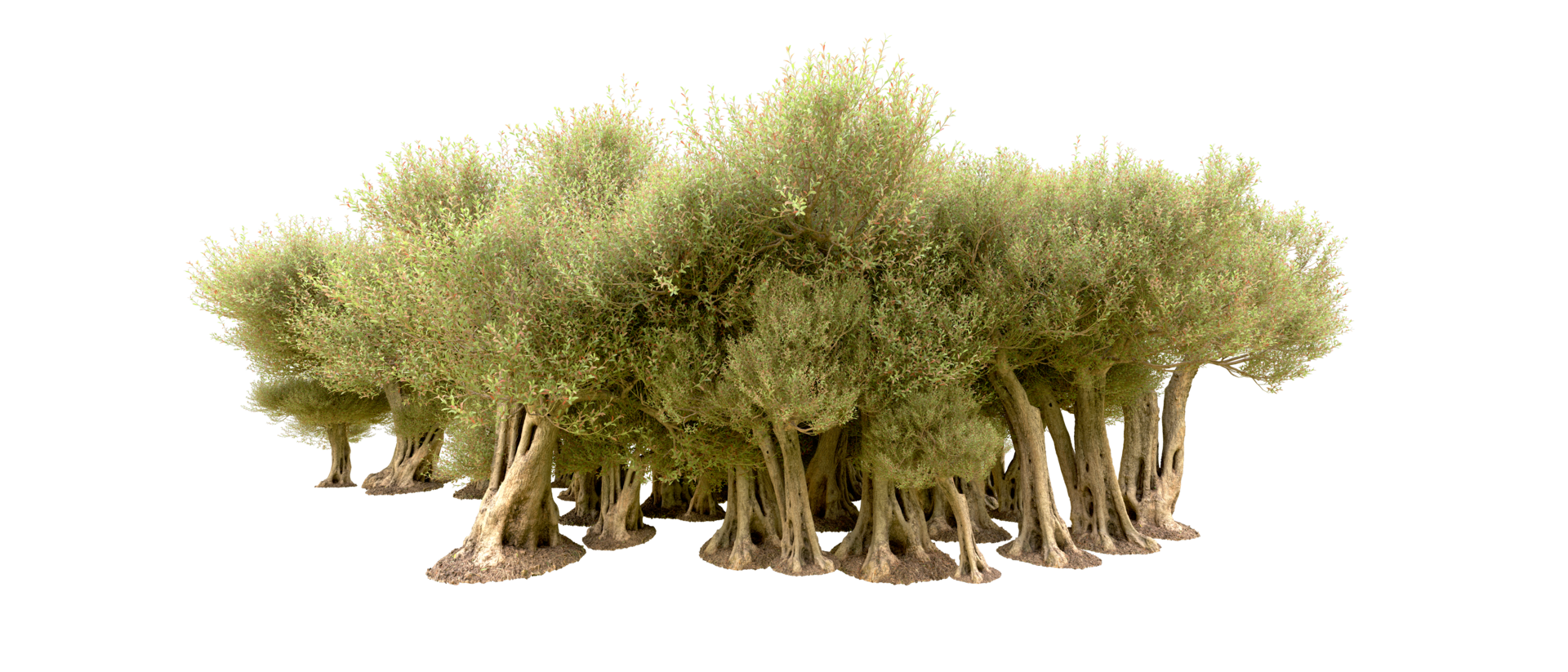 Green forest isolated on background. 3d rendering - illustration png