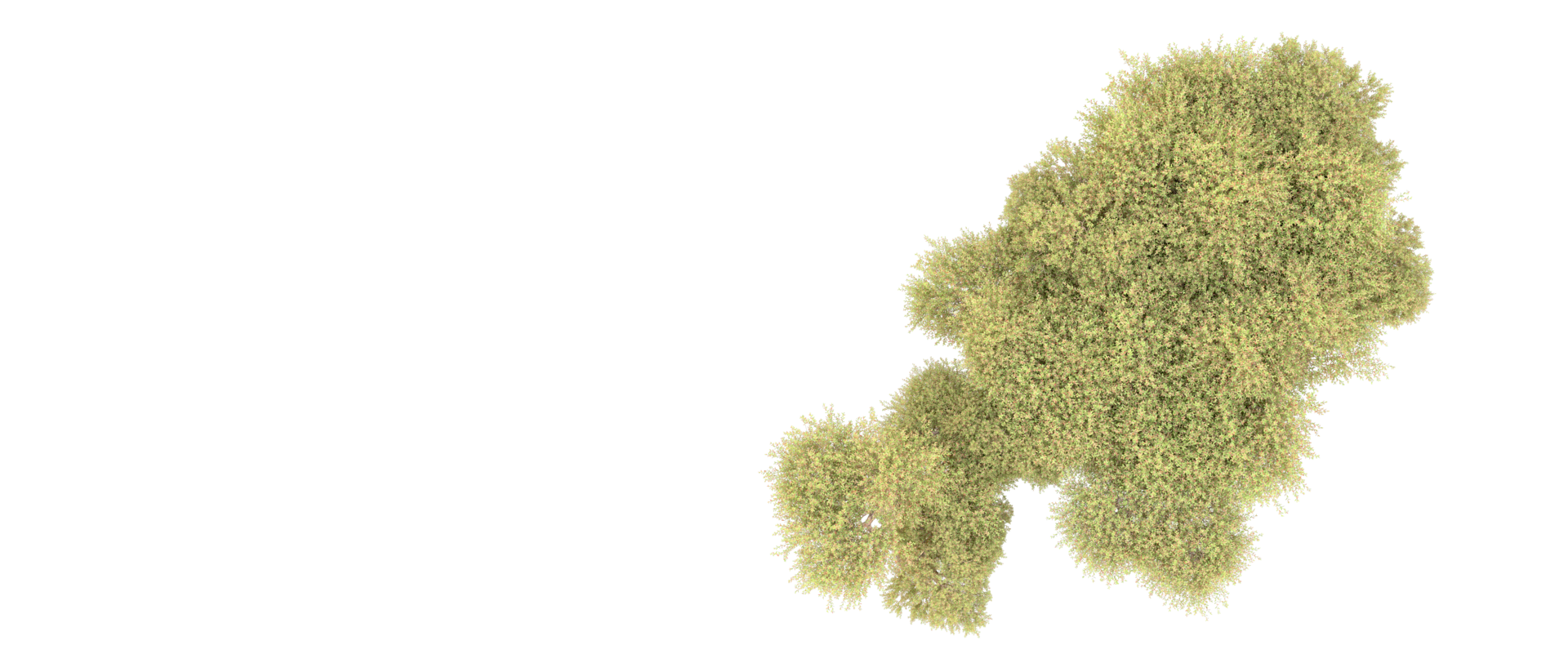 Green forest isolated on background. 3d rendering - illustration png